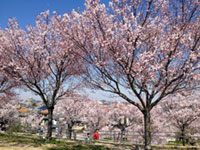 狭山池公園（大阪府）の桜の写真
