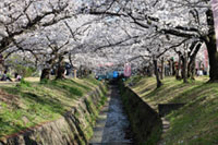 妙見河原（星田妙見宮周辺）の桜の写真