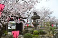 慈光苑の桜の写真