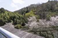 大阪府立近つ飛鳥博物館の桜の写真