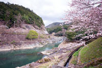 川代公園の桜の写真