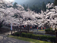 水分れ公園の桜の写真
