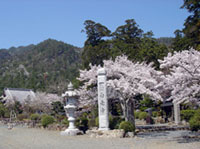 白毫寺の桜の写真