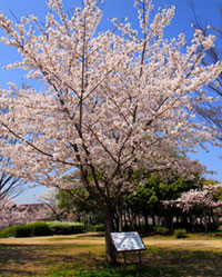 瑞ケ池公園の桜の写真