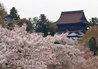 金峯山寺蔵王堂の桜の写真