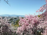 大神神社の桜の写真