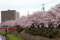袋川堤防の桜の写真