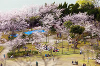 湊山公園・米子城跡の桜の写真
