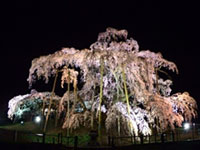 日本三大桜のひとつ、三春の滝桜は現在5～8分咲き！満開まであと少し（2019年4月16日時点）