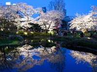 六本木ヒルズ 毛利庭園・六本木さくら坂の桜の写真