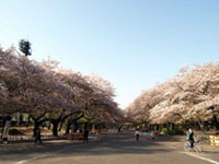 上野恩賜公園の桜の写真