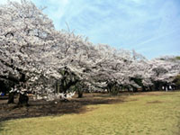 代々木公園の桜の写真