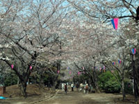 飛鳥山公園の桜の写真