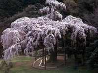 小田原市・長興山しだれ桜が開花しました(2019年3月18日時点)