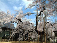 日本三大桜のひとつ、山高神代桜 まだ見頃継続中（2019年4月8日時点）