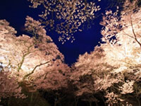 信州・高遠さくら祭りの開始日が開花予報に合わせ2019年3月23日13：30～に早まります！