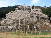 日本三大桜のひとつ、根尾谷淡墨ザクラが8分咲きに！満開は目前！（2019年4月5日時点）