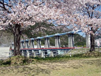 船明ダム周辺の桜の写真