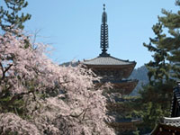 京都・醍醐寺の憲深林苑では早咲きの桜が開花しました（2019年3月12日時点）
