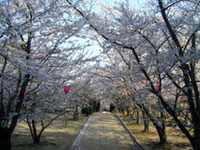 早島公園の桜の写真