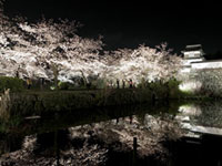 福岡城さくらまつりは3/23から！多聞櫓前のしだれ桜がお先に開花しました（2019年3月18日時点）