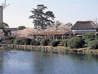 神野公園の桜の写真
