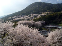 金立山いこいの広場の桜の写真