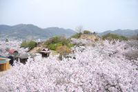 古城山公園の桜の写真