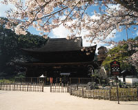 功山寺の桜の写真