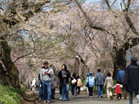 徳佐八幡宮の桜の写真