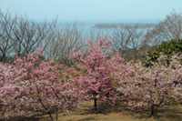 笠山の桜の写真