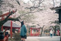大寧寺の桜の写真