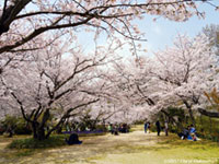 白野江植物公園の桜の写真
