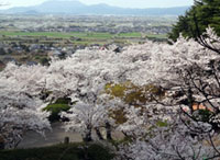 発心公園の桜の写真