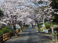 宇美公園の桜の写真
