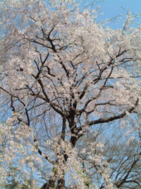 小湊鉄道の桜 花見特集21