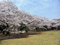 3月上旬ごろが見頃のお花見スポット 花見特集