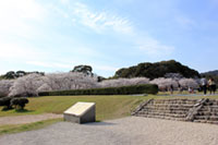 大宰府政庁跡の桜の写真