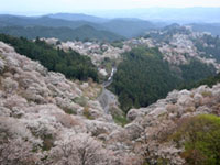 奈良県のお花見 桜見頃情報 花見特集