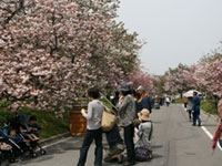 比治山公園の桜 花見特集