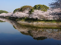 岡岳公園の桜 花見特集