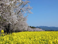 浄専寺のしだれ桜 花見特集2020