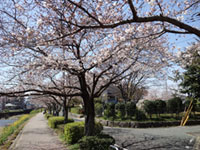 御笠川の桜並木の写真