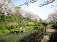 旭ヶ岡公園の桜の写真