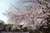 大分県護国神社の桜の写真