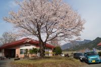 天岩戸温泉の桜の写真