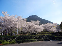 かいもん山麓ふれあい公園の桜の写真