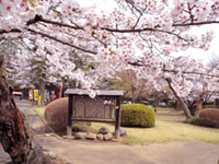 小山城跡（祇園城跡）の桜の写真