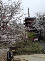 本土寺の桜の写真