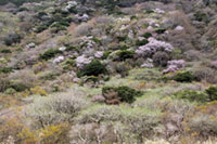 箱根（芦ノ湖・仙石原）の桜の写真